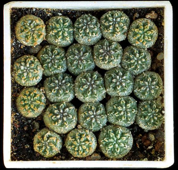 Aztekium ritteri seedlings