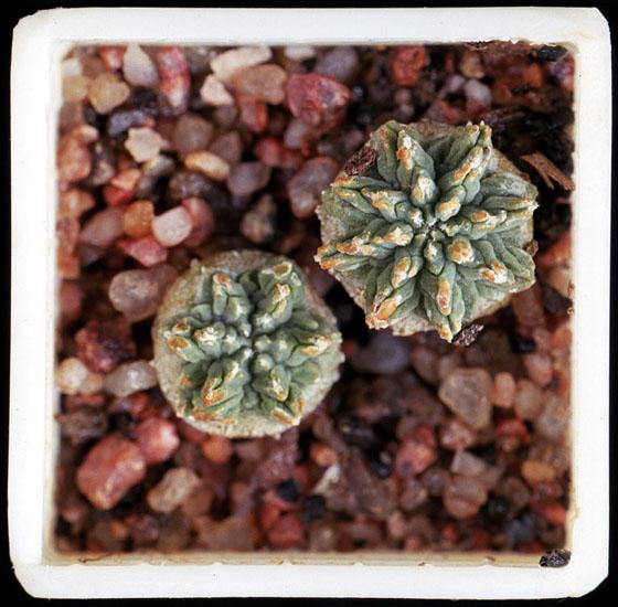 Aztekium ritteri seedlings