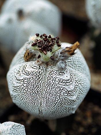Astrophytum cv. 'Onzuka'