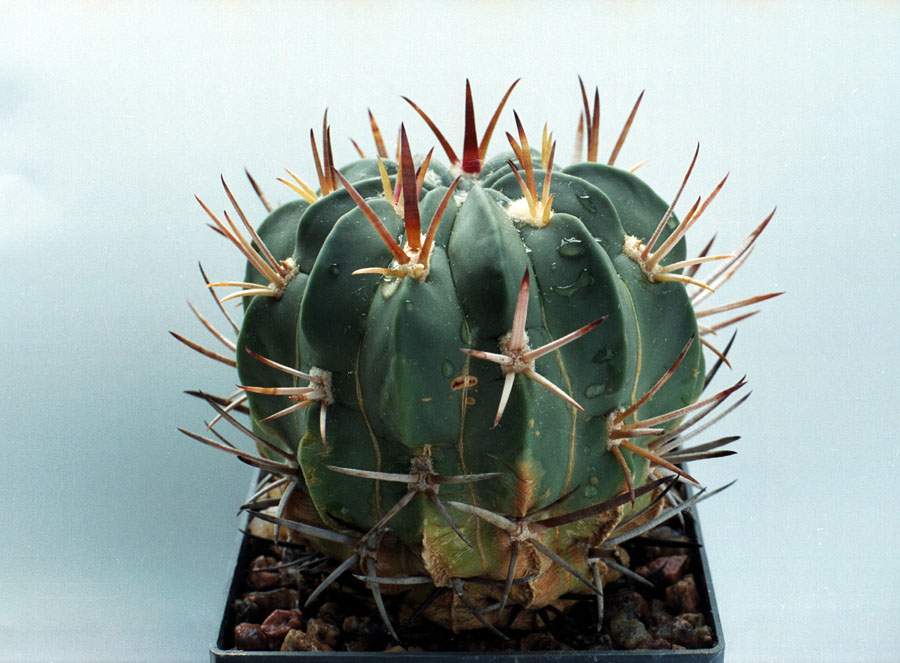 Echinofossulocactus coptonogonus