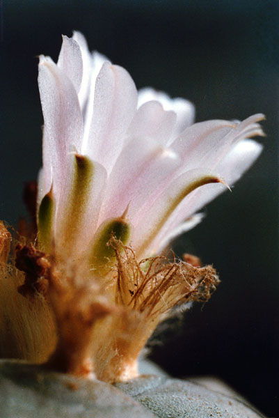 Lophophora flower