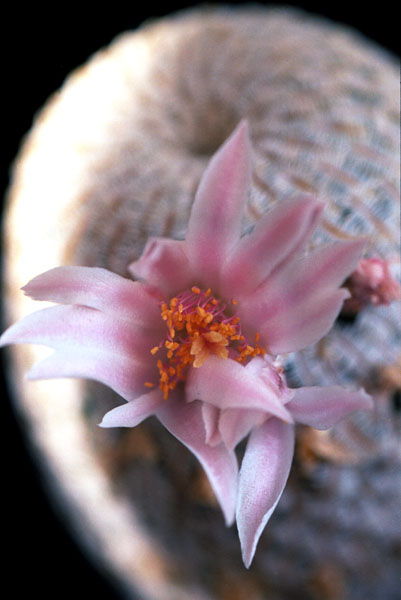 Mammillaria pectinifera (Solisia pectinata)