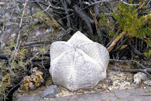Astrophytum coahuilense - Cerro Bola
