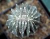Astrophytum cristata