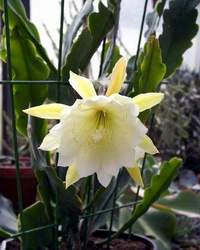 Epiphyllum cv 'Calisto'