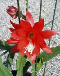 Epiphyllum cv 'Fiesole'
