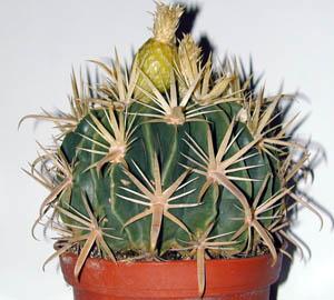 Ferocactus latispinus flavispinus