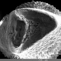 семячко Lophophora fricii