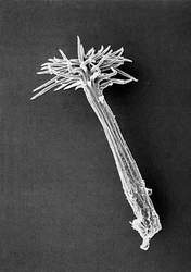 Отдельная колючка Mammillaria luethyi