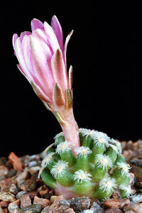 Mammillaria theresae