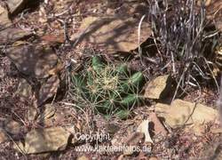 Mammillaria (Dolichothele) longimamma