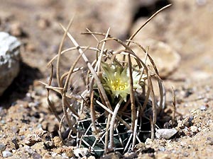 Navajoa peeblesiana ssp fickeisenii