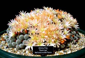 Rebutia cv sunrise (albiflora x heliosa)