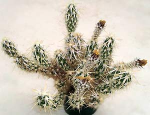 Tephrocactus clavata