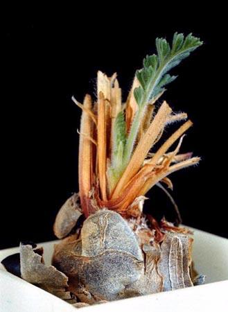 Pelargonia rapaceum