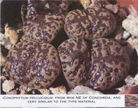 Conophytum pellucidum