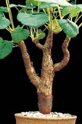 Pelargonium cotyledonis (L.) L Her