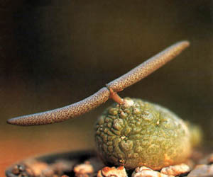 Pseudolithos caput-viperae со зрелыми стручками семян