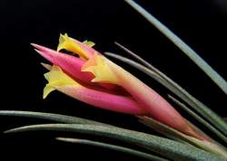 цветок Tillandsia jucunda