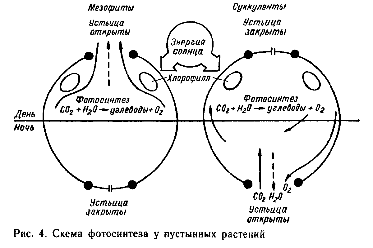 Cхема фотосинтеза у пустынных растений