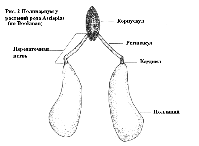 Asclepias pollinarium (after Bookman)
