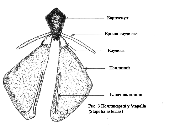 Stapelia pollinarium
         (Stapelia asterias)