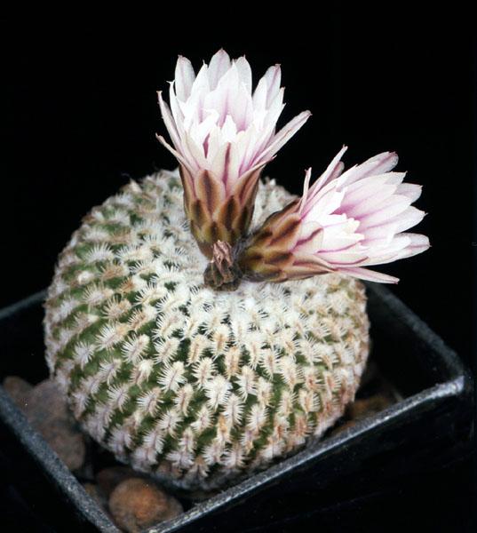 Turbinicarpus pseudopectinatus