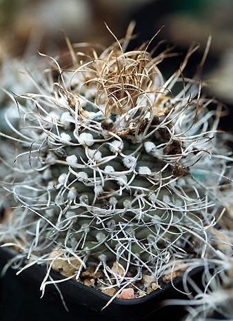 Turbinicarpus krainzianus