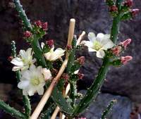 Austrocylindropuntia salmiana