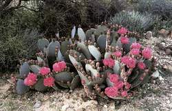 Opuntia basilaris