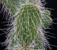 Opuntia leucotricha