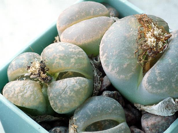 Lithops