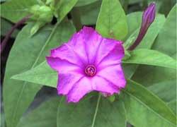 Mirabilis jalapa