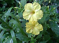 Mirabilis jalapa